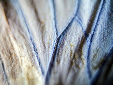 macro photo of a butterfly wingの写真素材