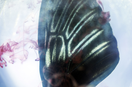 macro photo of a butterfly wingの写真素材