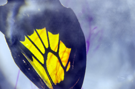 macro photo of a butterfly wingの写真素材