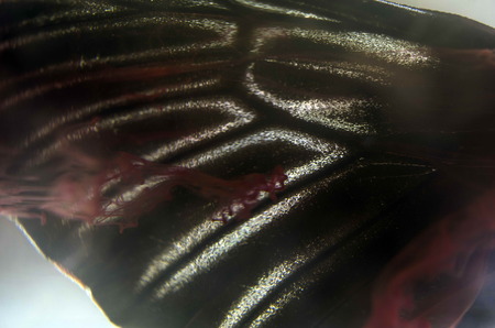 macro photo of a butterfly wing