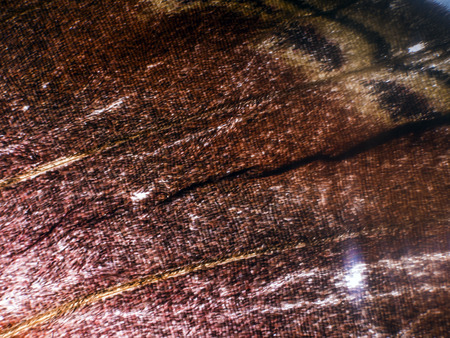 macro photo of a butterfly wingの写真素材