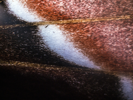 macro photo of a butterfly wingの写真素材