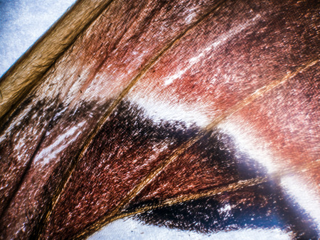 macro photo of a butterfly wingの写真素材