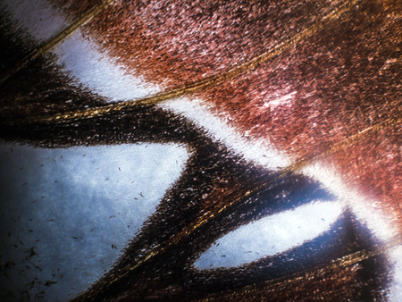 macro photo of a butterfly wingの写真素材