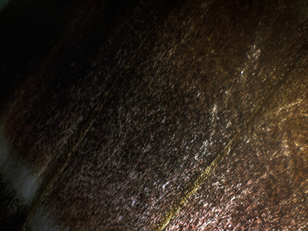 macro photo of a butterfly wingの写真素材
