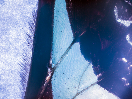 macro photo of a butterfly wingの写真素材