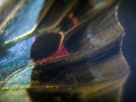 macro photo of a butterfly wingの写真素材