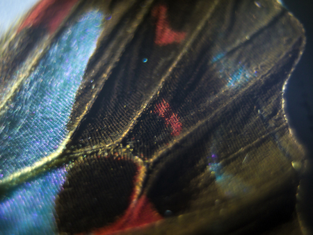 macro photo of a butterfly wingの写真素材