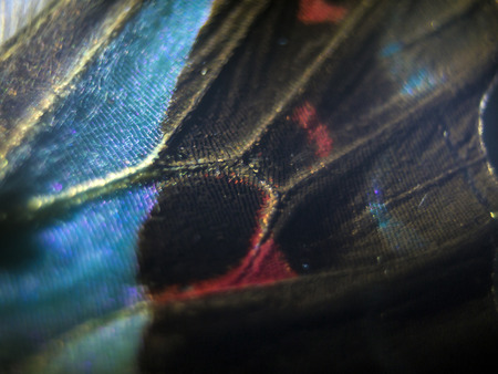macro photo of a butterfly wingの写真素材