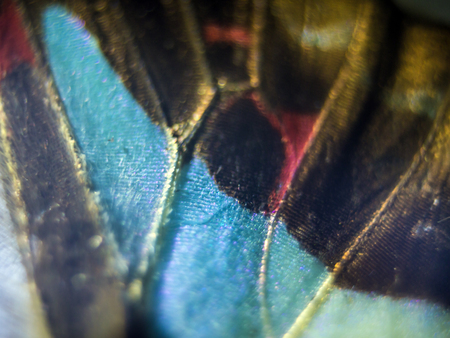 macro photo of a butterfly wingの写真素材