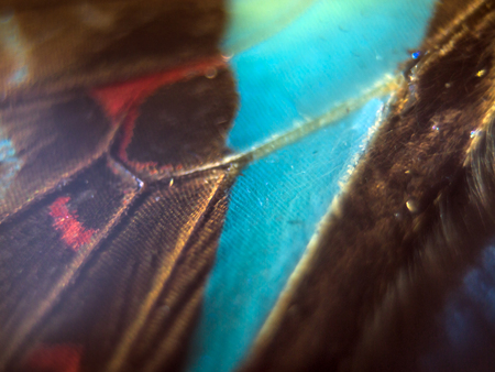 macro photo of a butterfly wingの写真素材