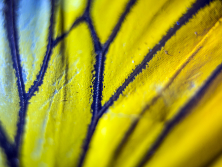 macro photo of a butterfly wingの写真素材