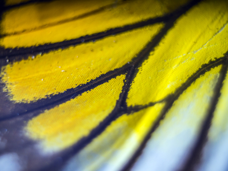 macro photo of a butterfly wingの写真素材