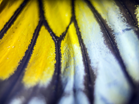 macro photo of a butterfly wingの写真素材