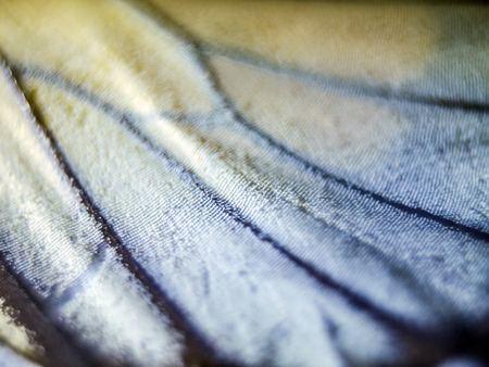 macro photo of a butterfly wingの写真素材