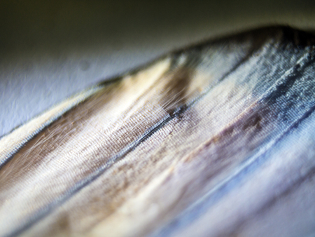 macro photo of a butterfly wingの写真素材