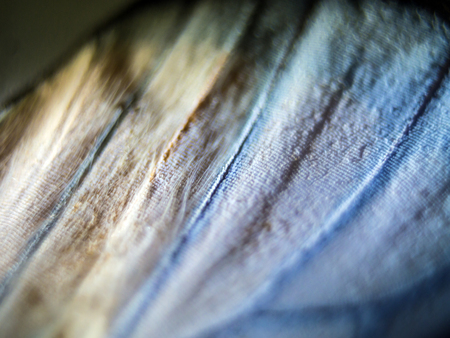 macro photo of a butterfly wingの写真素材