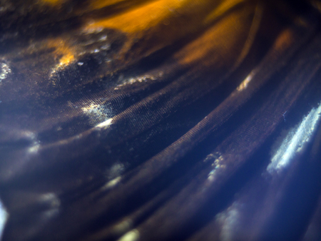 macro photo of a butterfly wingの写真素材