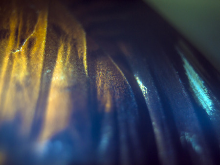 macro photo of a butterfly wingの写真素材