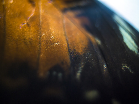macro photo of a butterfly wingの写真素材