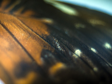 macro photo of a butterfly wingの写真素材