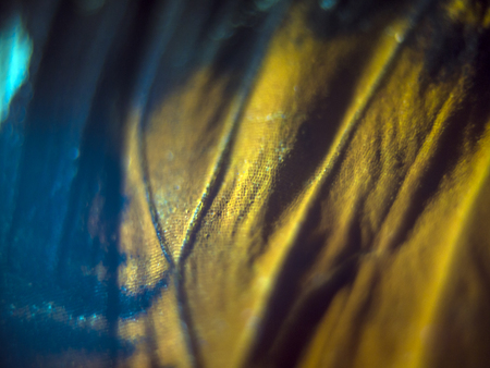 macro photo of a butterfly wingの写真素材
