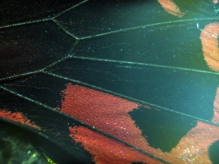 macro photo of a butterfly wingの写真素材