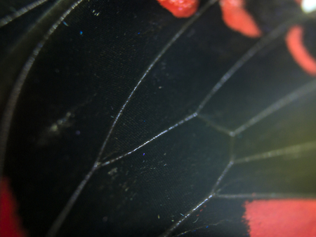 macro photo of a butterfly wingの写真素材