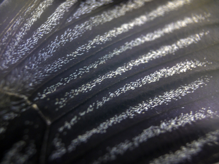 macro photo of a butterfly wingの写真素材