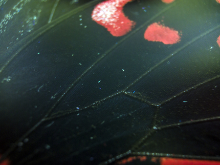 macro photo of a butterfly wingの写真素材