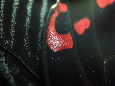 macro photo of a butterfly wingの写真素材