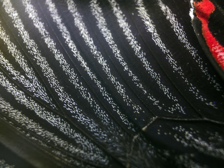 macro photo of a butterfly wingの写真素材