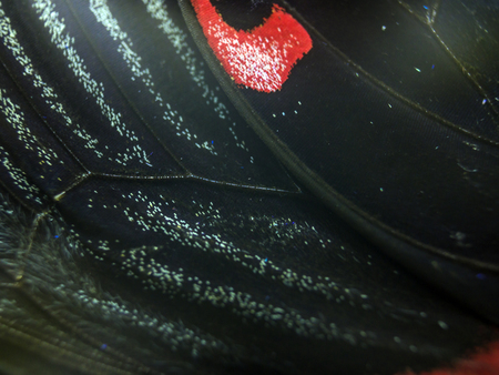 macro photo of a butterfly wingの写真素材