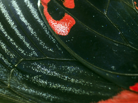macro photo of a butterfly wingの写真素材
