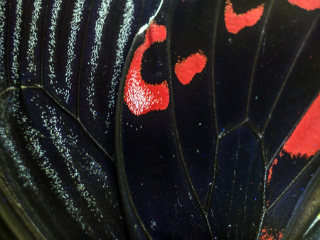 macro photo of a butterfly wingの写真素材