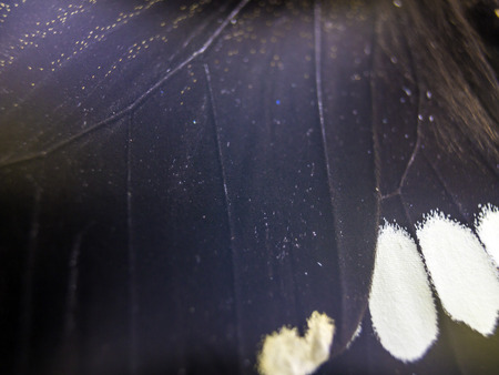 macro photo of a butterfly wingの写真素材