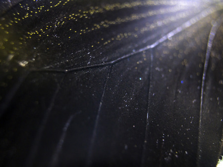 macro photo of a butterfly wingの写真素材