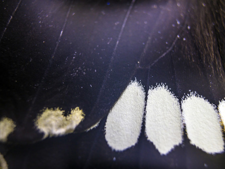macro photo of a butterfly wingの写真素材