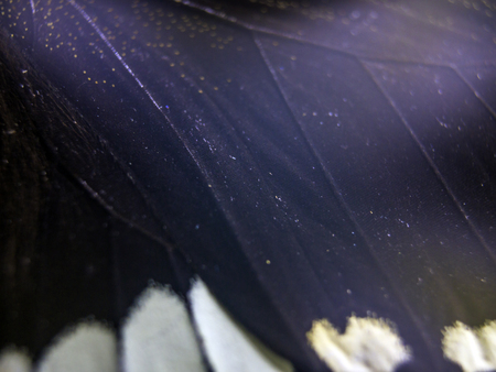 macro photo of a butterfly wingの写真素材