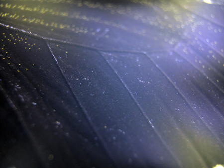 macro photo of a butterfly wingの写真素材