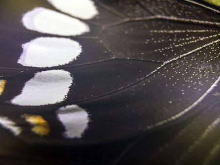 macro photo of a butterfly wingの写真素材