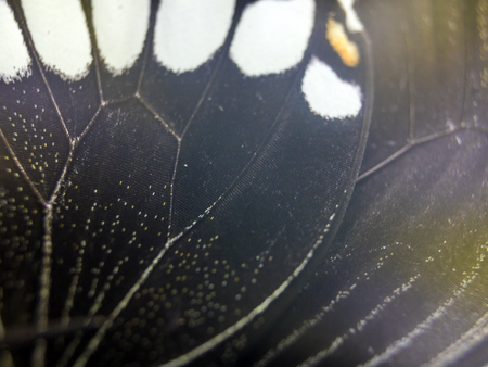 macro photo of a butterfly wingの写真素材