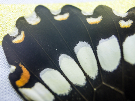 macro photo of a butterfly wingの写真素材