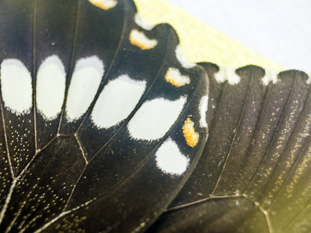 macro photo of a butterfly wingの写真素材