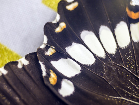 macro photo of a butterfly wingの写真素材