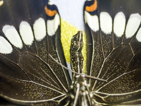 macro photo of a butterfly wingの写真素材