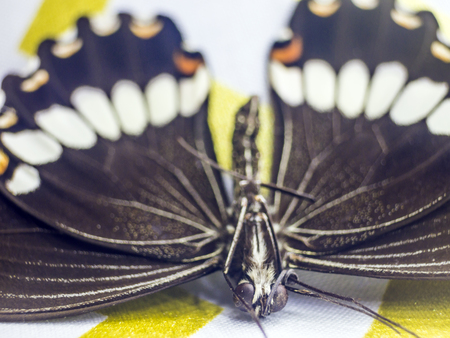 macro photo of a butterfly wingの写真素材