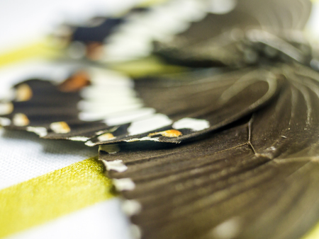 macro photo of a butterfly wingの写真素材