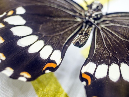 macro photo of a butterfly wingの写真素材
