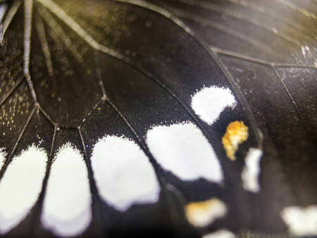 macro photo of a butterfly wingの写真素材